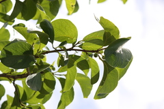 Randia candolleana
